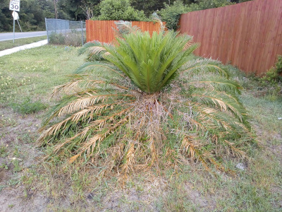 [The mature fronds are probably twice the length of the new growth, but the mature ones extend more to the sides and down rather than upright. They are much browner than the new growth.]